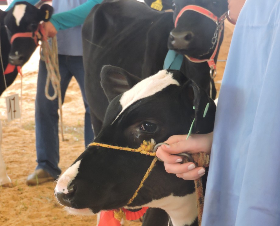 Manejo nutricional correto e adestramento são fundamentais