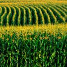 Informativo Cotrimaio 20/06/2017